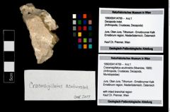 Foto (Objekt + Etikett) von Cracensigillatus acutirostris (Moericke, 1889)  (NHMW-GEO-1990-0041-4769)